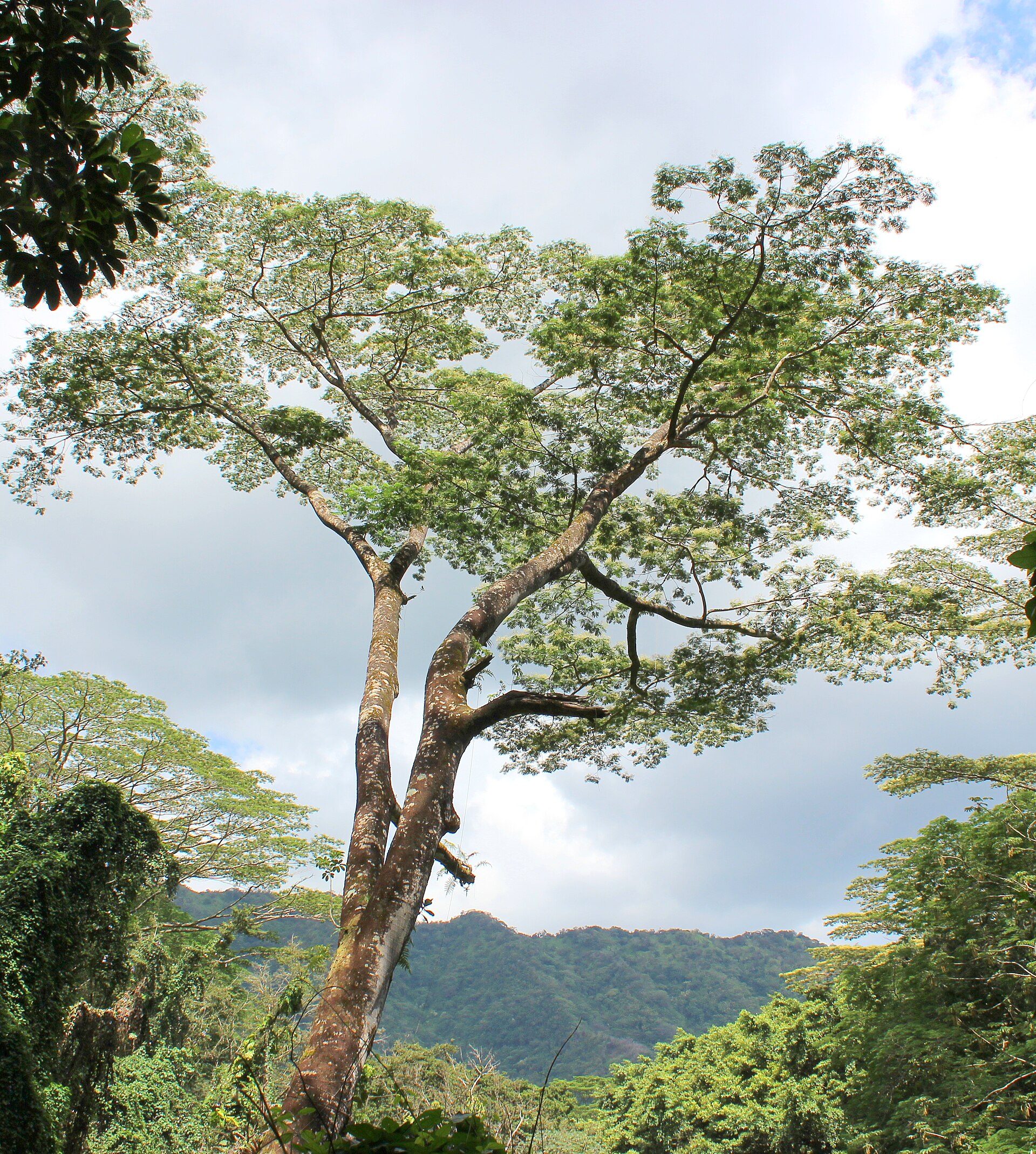 Manoa Falls Trail, Oahu — lush rainforest trail leading to a 150-foot waterfall in Manoa Valley