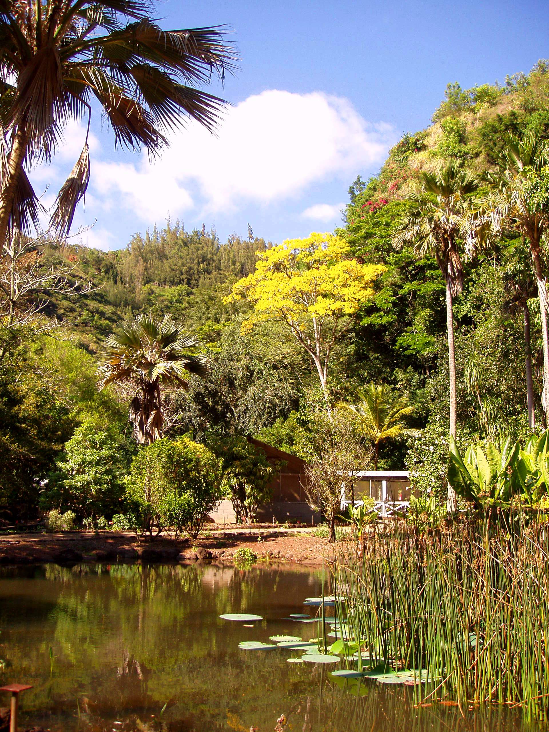Waimea Valley, Oahu — 45-foot Waimea Falls at the end of the botanical garden trail on the North Shore
