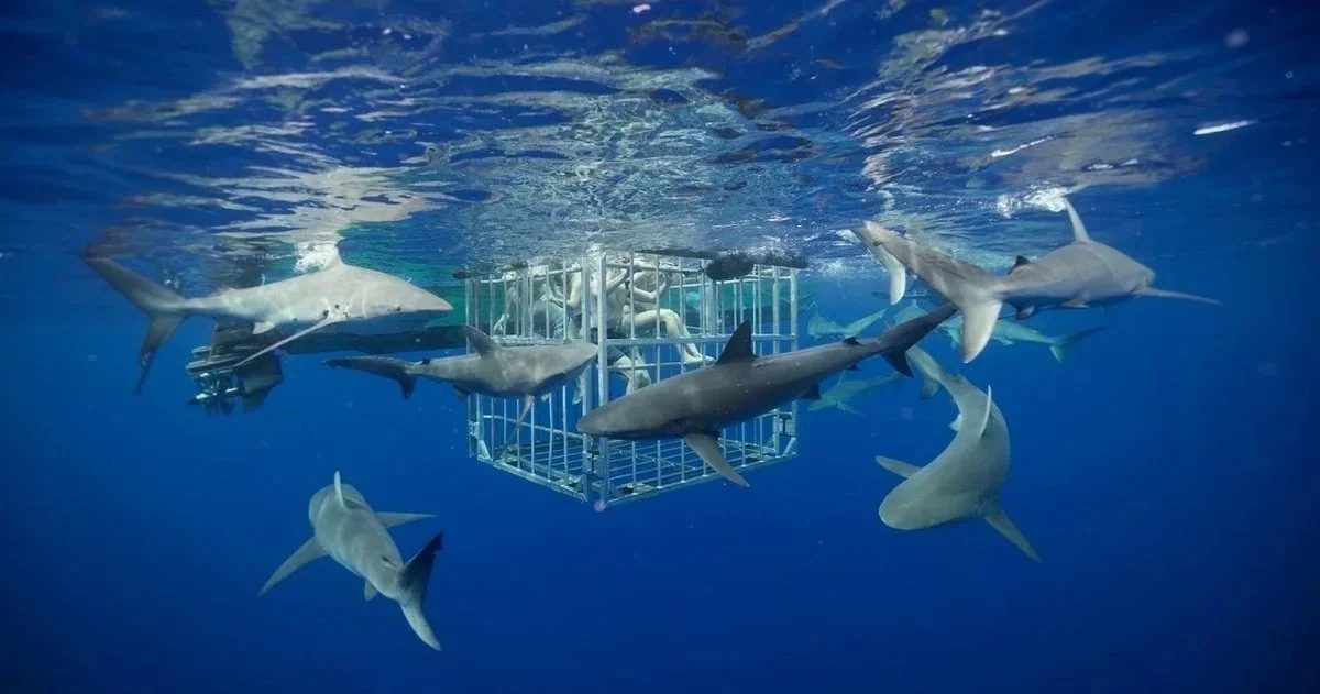 Guests in a shark cage at the surface as Galapagos sharks pass by